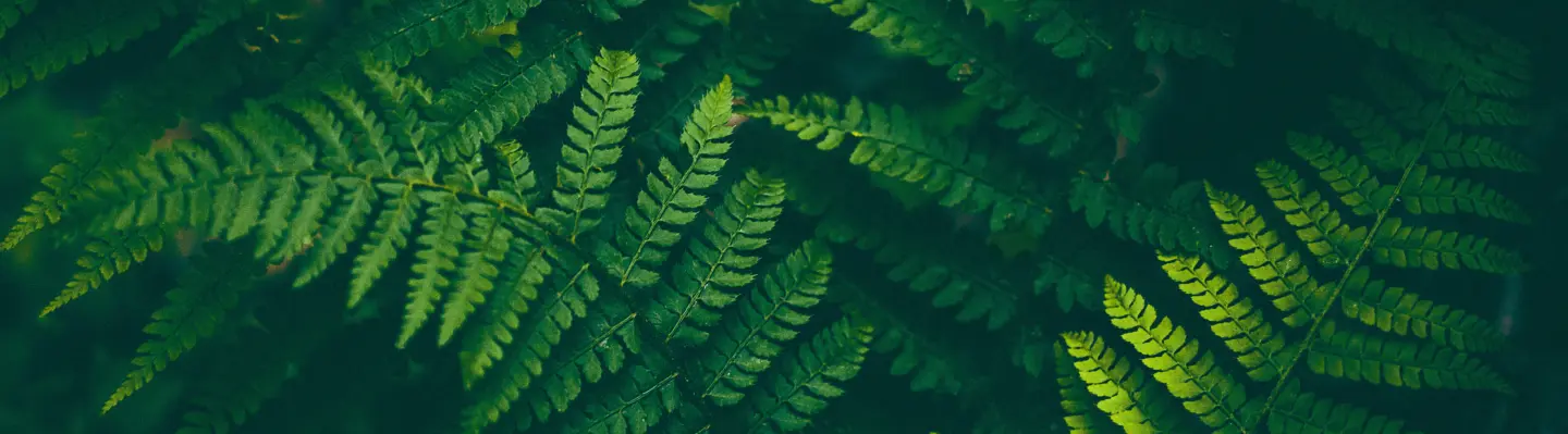 National Strategy Reboot website banner